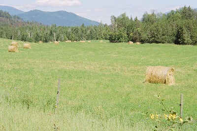 Resized Canada44210024