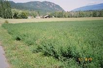 Resized Canada44270015