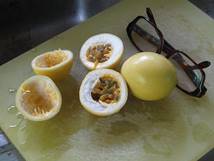 passion fruits lilicoyのとろける果肉