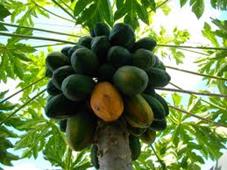 http://t0.gstatic.com/images?q=tbn:ANd9GcQH5QuDtH5G8Xjef0qLbVW_XDdlp5SMCQGV1i344MVzc4prxD3W0A